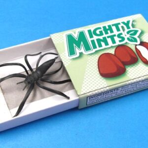 spider in candy box mighty mints