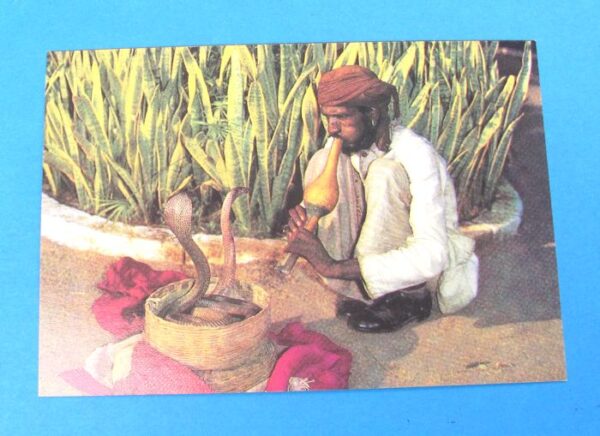 indian snake charmer singapore postcard